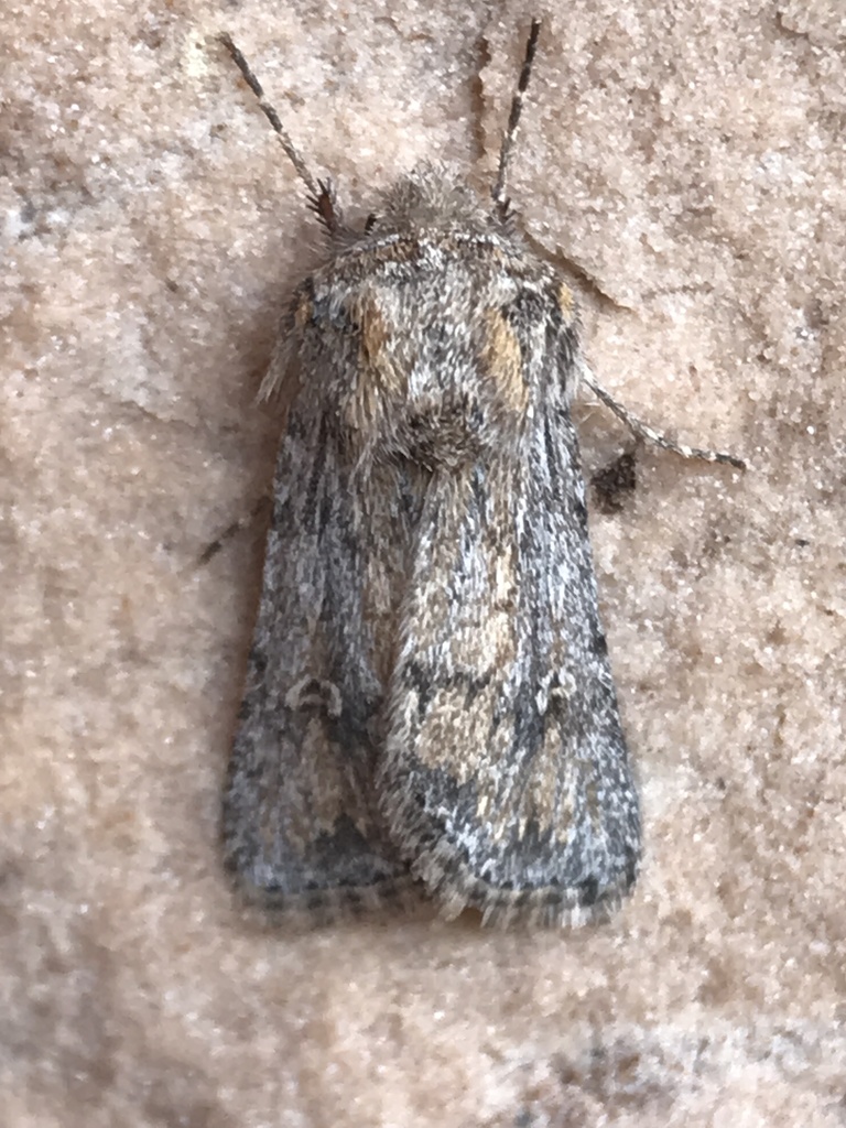 Eucoptocnemis dollii