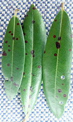 Blastacervulus metrosideri