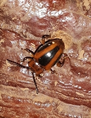 Aphorista vittata