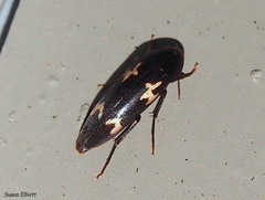 Dircaea liturata