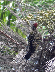 Melanerpes striatus