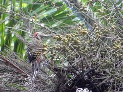 Melanerpes striatus