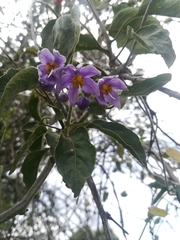 Solanum dulcamaroides