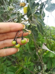 Solanum dulcamaroides
