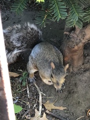 Sciurus carolinensis