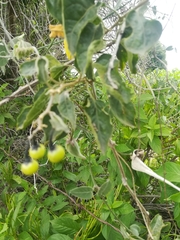 Solanum dulcamaroides