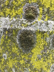 Trypethelium eluteriae