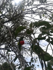 Solanum dulcamaroides