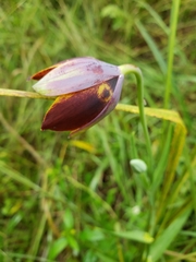 Calochortus purpureus