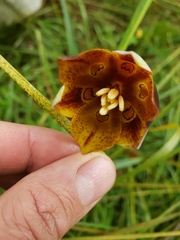 Calochortus purpureus