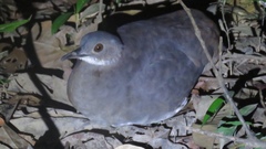 Crypturellus undulatus