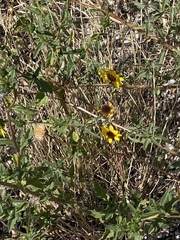 Sanvitalia procumbens