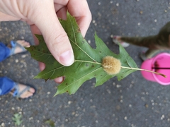 Callirhytis infuscata