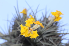 Tillandsia ixioides