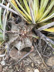 Astrophytum capricorne