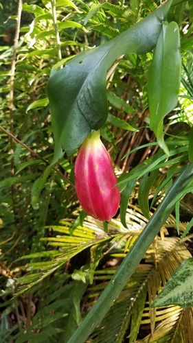 Image of Epiphyllum oxypetalum by no rights reserved