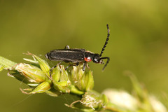 Polemius denticornis