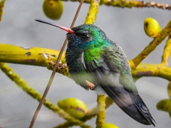 Cynanthus latirostris