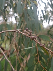 Eucalyptus radiata radiata