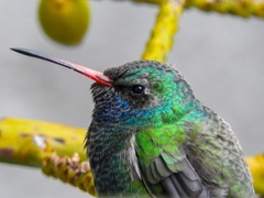 Cynanthus latirostris