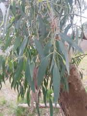 Eucalyptus radiata radiata