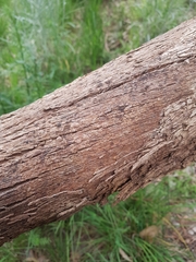 Eucalyptus radiata radiata