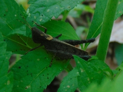 Maculiparia rotundata