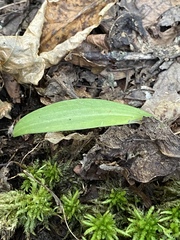 Platanthera clavellata
