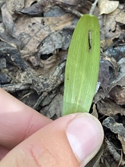 Platanthera clavellata