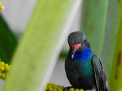 Cynanthus latirostris