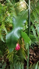 Epiphyllum oxypetalum