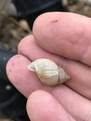 Bulimulus bonariensis