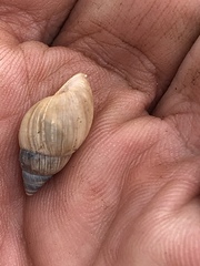 Bulimulus bonariensis