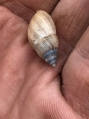 Bulimulus bonariensis