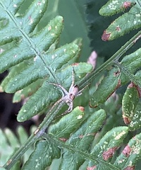 Philodromus dispar