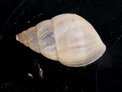 Bulimulus bonariensis