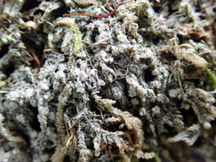Topeliopsis decorticans