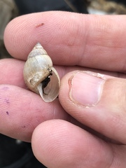 Bulimulus bonariensis