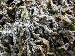 Topeliopsis decorticans