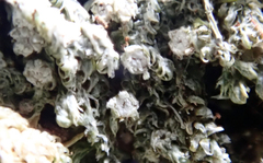 Topeliopsis decorticans