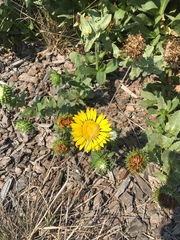 Grindelia stricta platyphylla