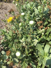 Grindelia stricta platyphylla