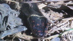 Micrurus surinamensis