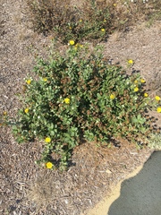 Grindelia stricta platyphylla