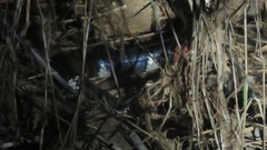 Micrurus surinamensis