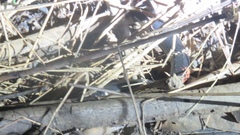 Micrurus surinamensis