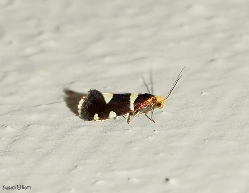 Lamproniinae