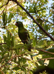 Psittacara chloropterus