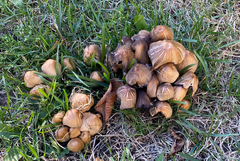 Coprinellus micaceus