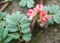 Indigofera linnaei